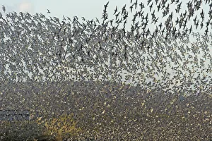 Flock of Red knot (Calidris canutus) and Bar-tailed godwit (Limosa lapponica) in