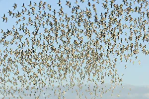 Flock of Red knot (Calidris canutus) in flight at high water on the Wash estuary