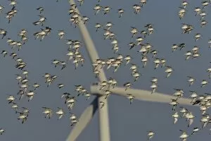 Flock of Sanderlings (Calidris Alba) in flight with wind turbines in background, Atlantic Coast, Vendee, France