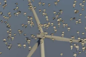 Migration Gallery: Flock of Sanderlings (Calidris Alba) in flight with wind turbines in background, Atlantic Coast