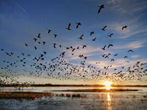 United States Of America Gallery: Flock of Snow geese (Anser caerulescens) leaving their roost at sunrise
