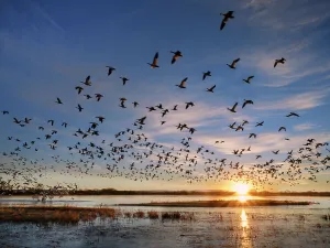 Anser Caerulescens Gallery: Flock of Snow geese (Anser caerulescens) leaving their roost at sunrise