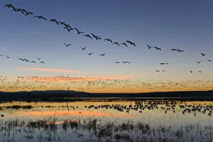 Migration Collection: Flock of Snow Geese (Chen caerulescens atlanticus / Chen caerulescens