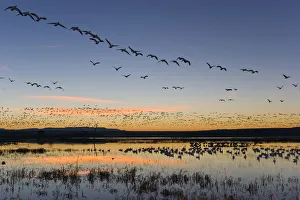 Flock of Snow Geese (Chen caerulescens atlanticus / Chen caerulescens