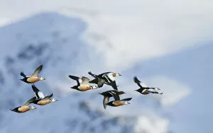 Flock of Stellers eiders (Polysticta stelleri) in flight, Batsfjord, Norway, March