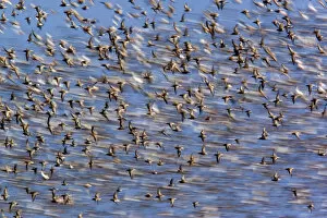 Images Dated 23rd April 2009: Flock of waders in flight, Japsand, Schleswig-Holstein Wadden Sea National Park, Germany