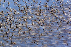 Flock of waders in flight, Japsand, Schleswig-Holstein Wadden Sea National Park, Germany