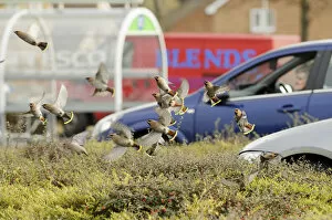 Images Dated 3rd February 2011: Flock of Waxwings (Bombycilla garrulus) taking off from a low Cotoneaster (Cotoneaster