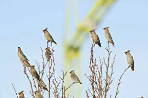 Flock of Waxwings (Bombycilla garrulus) perched in a tree, with a crane in the background