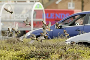 Flock of Waxwings (Bombycilla garrulus) taking off from a low Cotoneaster (Cotoneaster
