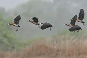 October 2022 Highlights Collection: Flock of White-faced whistling duck (Actophilornis africanus) in flight, Allahein River, The Gambia