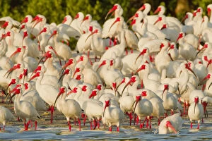 Alertness Gallery: Flock of White ibis (Eudocimus albus) in breeding plumage, at rookery on water s