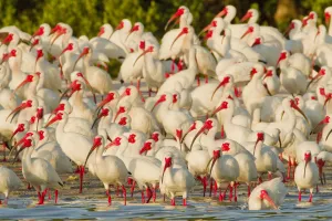 Flock of White ibis (Eudocimus albus) in breeding plumage, at rookery on water s