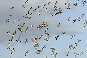 Flock of Wigeon (Anas penelope) and a few Common Teal (Anas crecca) flying overhead in winter