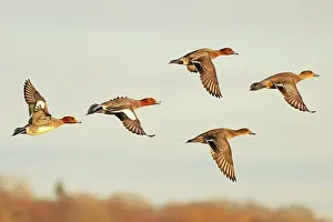 Wigeon Prints: Flock of Wigeons (Anas penelope) in flight, Norfolk, England, UK. February
