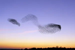 Sturnus Vulgaris Prints: Flocks of Common Starling (Sturnus vulgaris) gathering before landing at winter roost