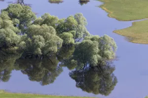 High Angle Shot Prints: Flooded trees, mainly White willow (Salix alba) Livanjsko Polje (karst plateau) Bosnia