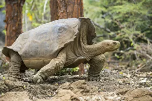 Images Dated 12th June 2020: Floreana giant tortoise hybrid descendant (Chelonoidis elephantopus)
