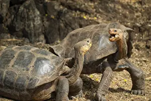 Face To Face Prints: Two Floreana giant tortoises hybrid descendant (Chelonoidis elephantopus) in confrontation