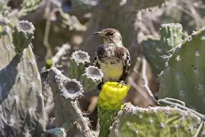 Succulents Prints: Floreana mockingbird (Mimus trifasciatus) perched on cactus flower