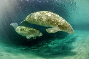 Swimming Gallery: Florida manatee (Trichechus manatus latirostris) mother and calf endangered