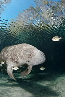 Images Dated 26th January 2010: Florida manatee (Trichechus manatus latirostris) at Three Sisters Spring in Crystal River