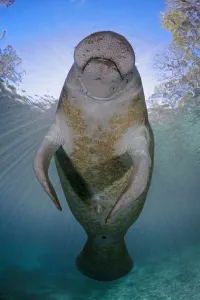 Florida manatee (Trichechus manatus latirostris) at Three Sisters Spring, Crystal River