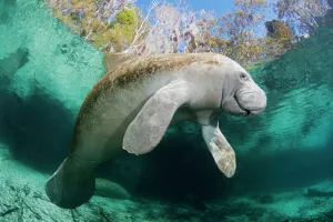 Surface Prints: Florida manatee (Trichechus manatus latirostris) at Three Sisters Spring in Crystal River