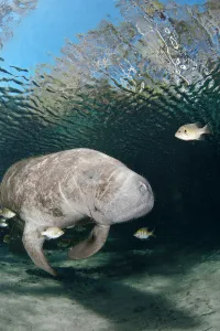 Florida manatee (Trichechus manatus latirostris) at Three Sisters Spring in Crystal River