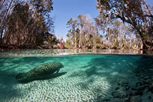 Habitat Prints: Florida manatee (Trichechus manatus latirostris) swimming into a fresh water spring