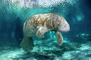 Crystal River Prints: Florida manatee (Trichechus manatus latirostris) underwater portrait