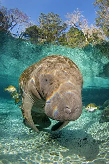 Images Dated 8th February 2010: Florida manatee (Trichechus manatus latirostrus) with Blue gill sunfish