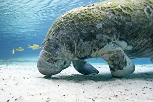 Manatees Collection: Florida manatee (Trichechus manatus latirostrus), Three Sisters Springs, Crystal River