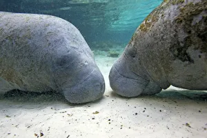 Manatees Collection: Florida manatee (Trichechus manatus latirostrus), Three Sisters Springs, Crystal River