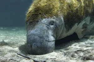 Manatees Collection: Florida manatee (Trichechus manatus latirostrus), Three Sisters Springs, Crystal River