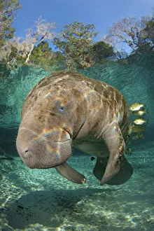 Florida manatee (Trichechus manatus latirostrus) being cleaned by blue gill sunfish