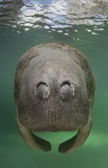 A Florida manatee (Trichechus manatus latirostrus) close up head / nostrils portrait