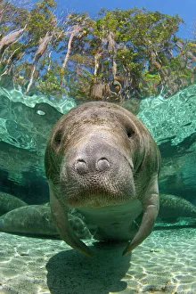 A Florida manatee (Trichechus manatus latirostrus) head portrait in Three Sisters Spring