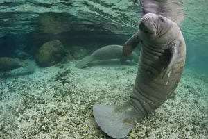A Florida manatee (Trichechus manatus latirostrus) in upright posture with tail on river bed