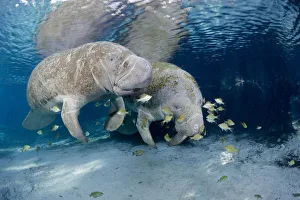 Florida manatees (Trichechus manatus latirostris) gathering at Three Sisters Spring