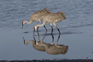 Gruidae Prints: Florida sandhill cranes (Grus canadensis pratensis) foraging in shallow water at lake edge