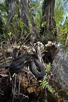 Colubridae Prints: Florida water snake (Nerodia fasciata pictiventris) resting at water's edge