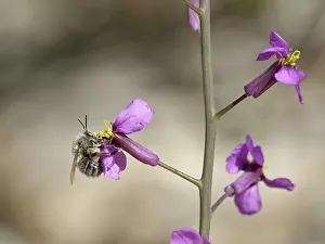 Mustard Prints: Flower bee (Anthophora sp.) visiting a Violet cabbage (Moricandia moricandioides) flower