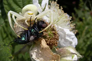 Muscomorpha Prints: Flower crab spider (Misumena vatia) female