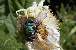 Muscomorpha Prints: Flower crab spider (Misumena vatia) female