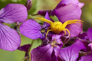 Bristol Prints: Flower crab spider (Misumena vatia) in hunting pose on Honesty flowers, April, Bristol