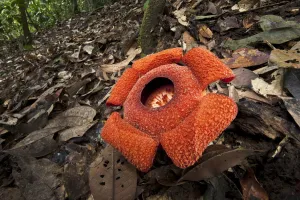 Malaysia Prints: Flower of locally endemic Rafflesia (Rafflesia tengku-adlinii) flower diameter 22cm