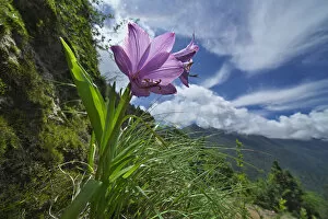 Flower (Notholirion macrophyllum) in mountain habitat, Mt Qomolangma National Park