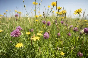 Flower-rich grassland with Red clover (Trifolium pratense) beside Jurassic Coast path