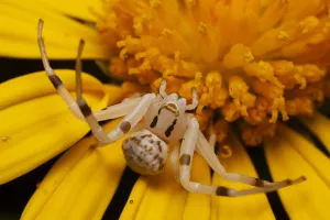 Thomisidae Prints: Flower spider (Thomisus spectabilis) an ambush predator waiting on daisy flower for